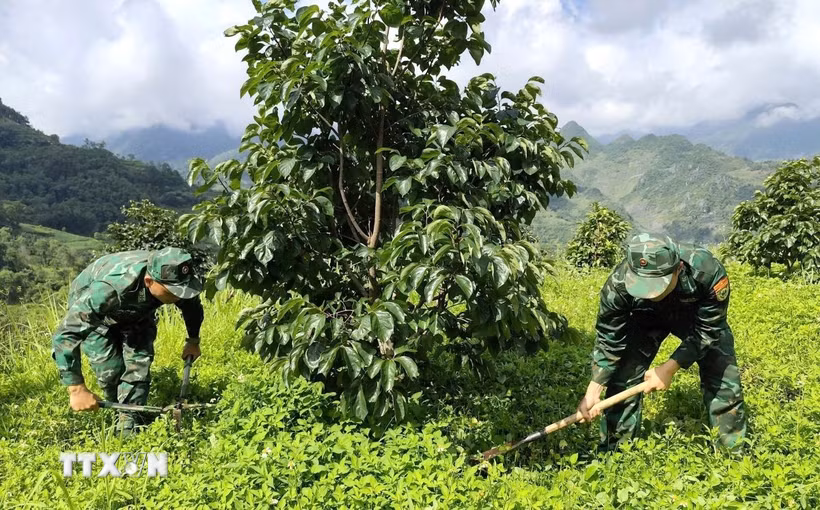 Cán bộ, chiến sĩ Đồn Biên phòng Nghĩa Thuận (tỉnh Tuyên Quang) phát dọn cỏ, chăm sóc vườn hồng không hạt tại xã Nghĩa Thuận, góp phần hỗ trợ người dân nâng cao hiệu quả sản xuất. (Ảnh: Hoàng Chính/TTXVN phát)