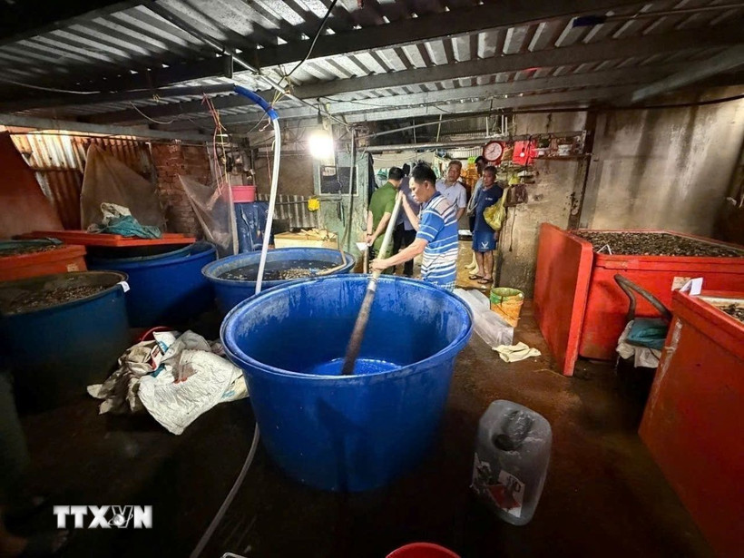 Xưởng ngâm ốc bằng hóa chất dùng trong xây dựng để bán ra thị trường có quy mô đặc biệt lớn. (Ảnh: TTXVN phát)