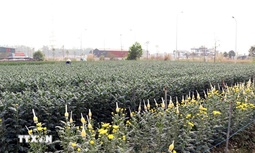 Sau lũ, người dân khôi phục sản xuất để kịp cho vụ hoa Tết. (Ảnh: Trần Trang/TTXVN)