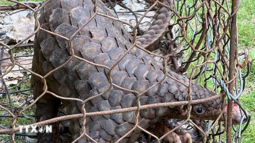 Cá thể tê tê trưởng thành, thể trạng khỏe mạnh, chiều dài 52cm và nặng hơn 5kg được người dân giao nộp cho cơ quan chức năng xã Bảo Lâm I. (Ảnh TTXVN phát)