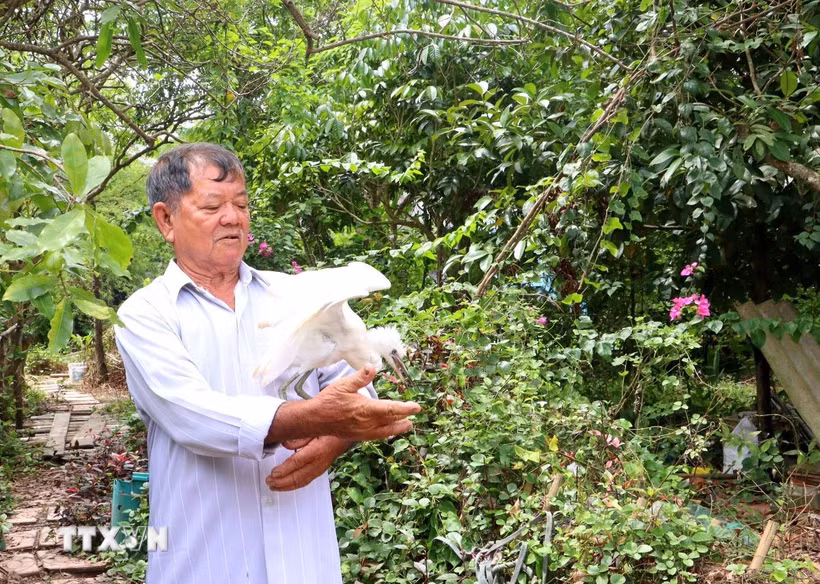 Ông Lê Văn Chìa (xã Trà Côn, tỉnh Vĩnh Long) chăm sóc các cá thể chim, cò bị thương. (Ảnh: Lê Thúy Hằng/TTXVN)