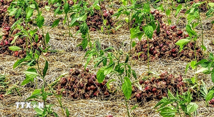 Hành tím có thể trồng xen với các loại cây trồng khác như: thì là, ngò rí, ớt ...qua đó, nâng cao hiệu quả trên cùng một đơn vị diện tích. (Ảnh: Tuấn Kiệt/TTXVN)