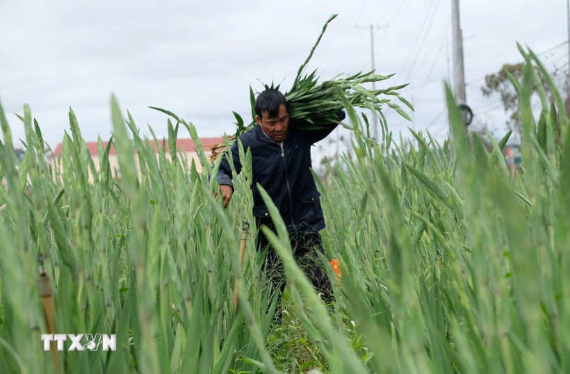 Người dân làng hoa lay ơn Hiệp An (xã Hiệp Thạnh, tỉnh Lâm Đồng) thu hoạch hoa để cung ứng cho thị trường Tết Nguyên đán 2026. (Ảnh: Nguyễn Dũng/TTXVN) 
