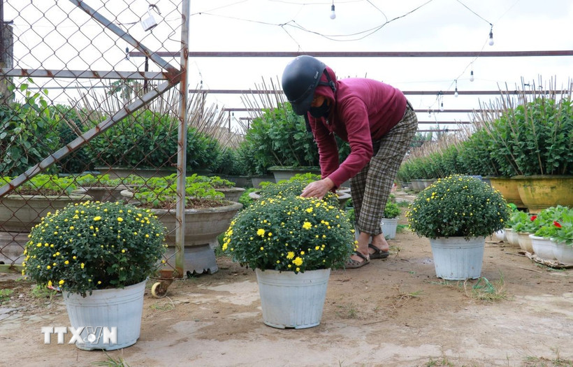 Người dân ở làng An Lạc, phường Đông Hà, tỉnh Quảng Trị chăm sóc hoa phục vụ nhu cầu Tết. (Ảnh: Tường Vi/TTXVN)