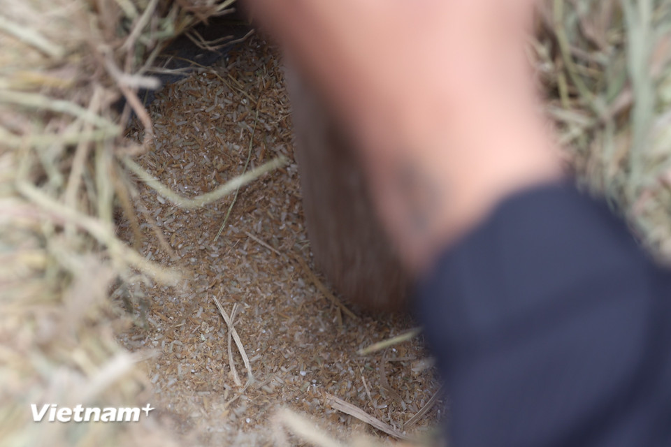 Về sau khi ông bà mất, người làng tôn tướng quân là thành hoàng làng và thờ trong Đình Thị Cấm để tưởng nhớ công ơn đánh giặc. Có tư liệu cũng ghi ông bà đã có công dạy thêm nghề dệt nên người dân càng biết ơn. (Ảnh: Minh Anh/Vietnam+)