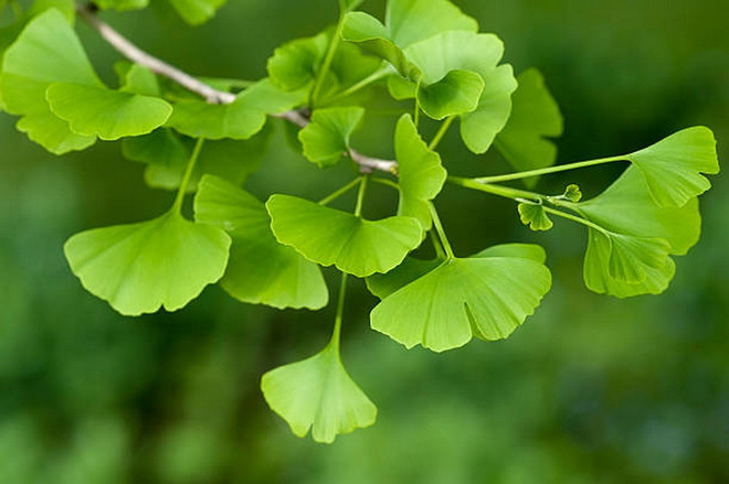 9 dưỡng chất “vàng” giúp não bộ luôn khỏe mạnh và minh mẫn la-bach-qua.jpg