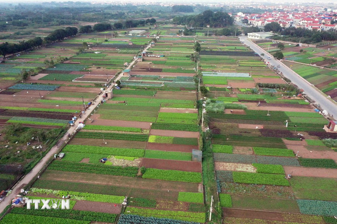 ttxvn-nganh-nong-nghiep-ha-noi.jpg