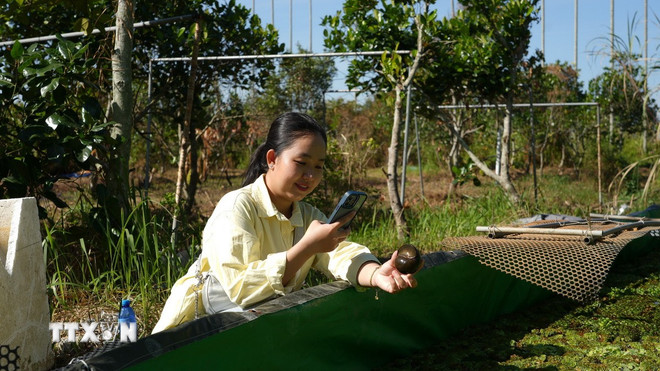 Модель вирощування яблуневих равликів у поєднанні з фруктовими садами забезпечує високу економічну ефективність для фермерів у районі Го Дау, провінція Тай Нінь. (Фото: Мін Фу/VNA) ttxvn-tay-ninh-dau-an-giam-ngheo-tu-chu-truong-den-cuoc-song.jpg