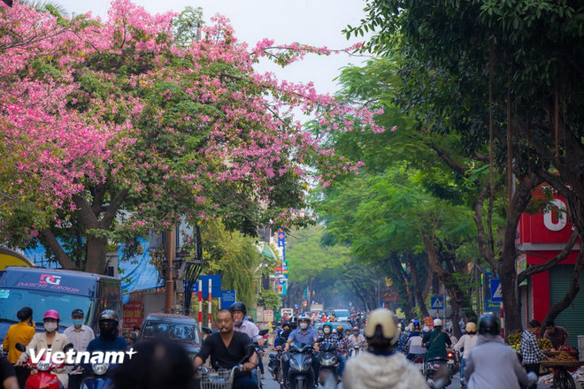 El hermoso ceiba florece con un brillante color rosa en la calle Doi Can. (Foto: Minh Son/Vietnam+) vnp-cay-hoa-my-nhan-1.jpg