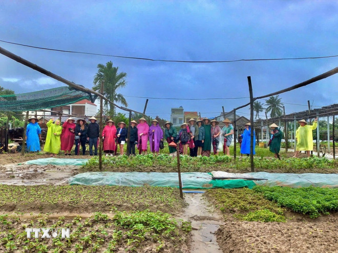 Thanh Dong Organic Vegetable and Tourism Cooperative aims to welcome over 1000 international visitors in 2025. (Photo: Doan Huu Trung/VNA) ttxvn-du-lich-xanh-cua-da-nang4.jpg