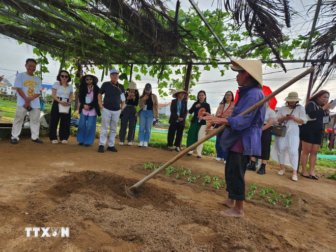 The international delegation visited the organic vegetable garden established in 2014 by the Thanh Dong Organic Vegetable and Tourism Cooperative. (Photo: Doan Huu Trung/VNA) ttxvn-du-lich-xanh-cua-da-nang3.jpg