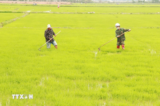 ttxvn-quang-tri-nong-dan-ra-dong-cham-soc-lua-dong-xuan.jpg