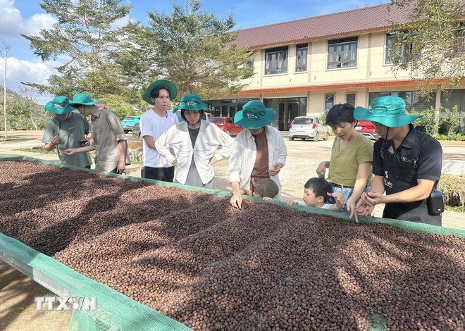 ttxvn-dak-lak-san-sang-phuc-vu-du-khach-trong-le-hoi-ca-phe.jpg