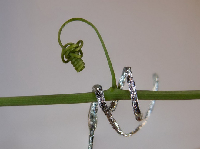 柔らかいロボット「plantoid」がトケイソウ(Passiflora caerulea)の幹の周りを転がります。 (出典: IIT-Istituto Italiano di Tecnologia) robot.jpg