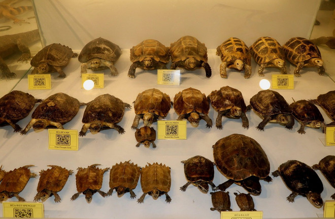 ttxvnl-bao-tang-thien-nhien-cat-tien-noi-luu-giu-va-bao-quan-bo-xuong-loai-te-giac-java-cuoi-cung-o-viet-nam2.jpg