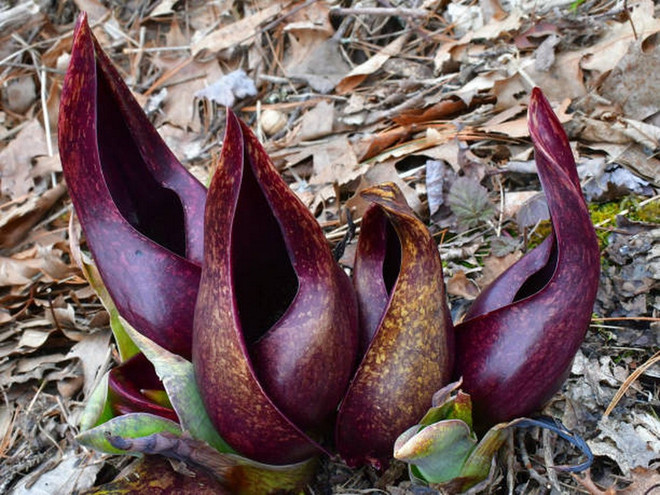 シンプロカルプス・フォエティダス(臭いキャベツ)の植物。(写真:iStock) symplocarpus-foetidus.jpg