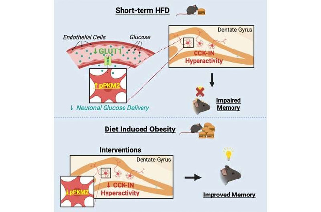 연구 인포그래픽. (출처: medicalxpress) eating-junk-food-incre.jpg