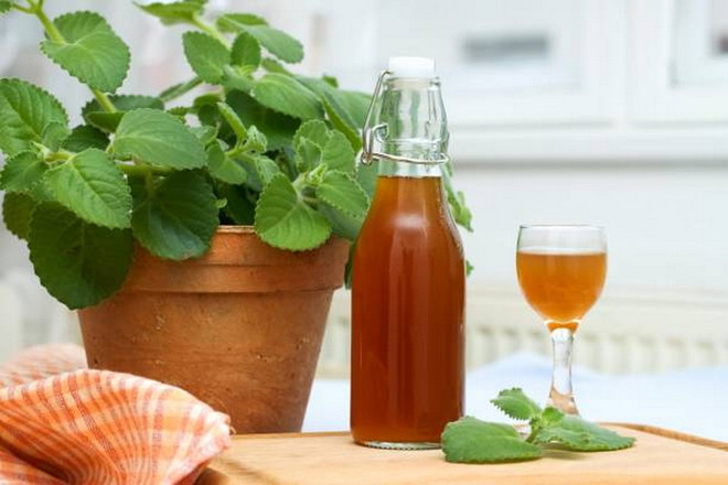 5 lý do bạn nên trồng một cây húng chanh để bảo vệ sức khỏe- Ảnh 1. 5 lý do bạn nên trồng một cây húng chanh để bảo vệ sức khỏe- Ảnh 1.