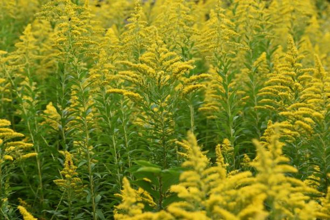 セイタカアワダチソウの木。 (写真: iStock) solidago-altissima.jpg
