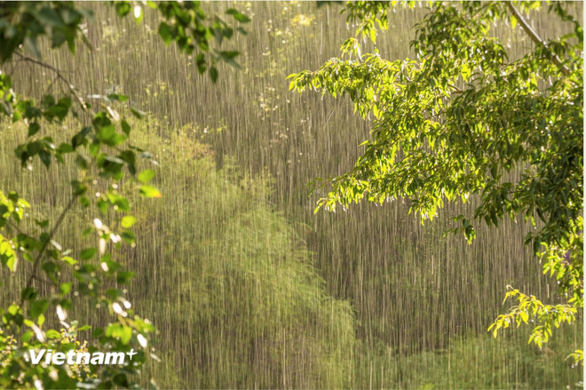 Ảnh minh họa. (Nguồn: Vietnam+) vnp-mua-rao.png