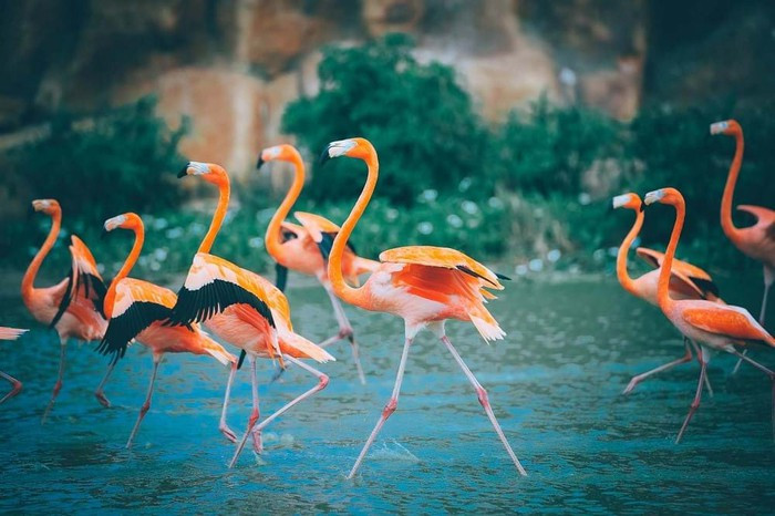 Không gian nuôi thả chim hồng hạc tại khu vườn thú mở. (Ảnh: CTV)