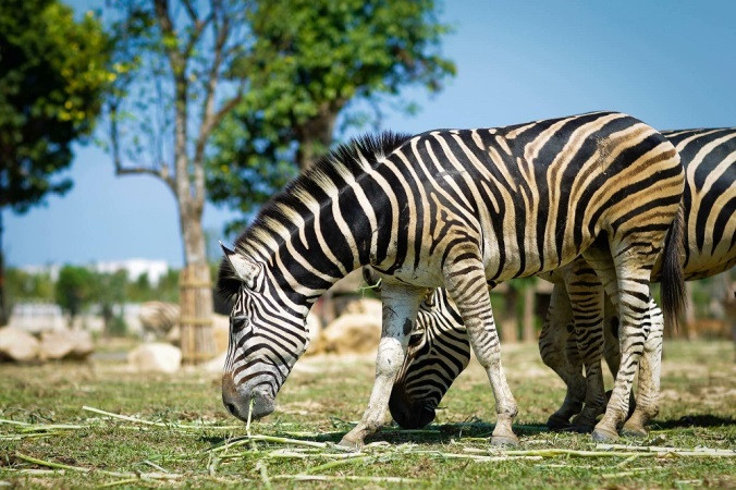 Vinpearl Safari với những loài thú quý hiếm. (Ảnh: CTV)