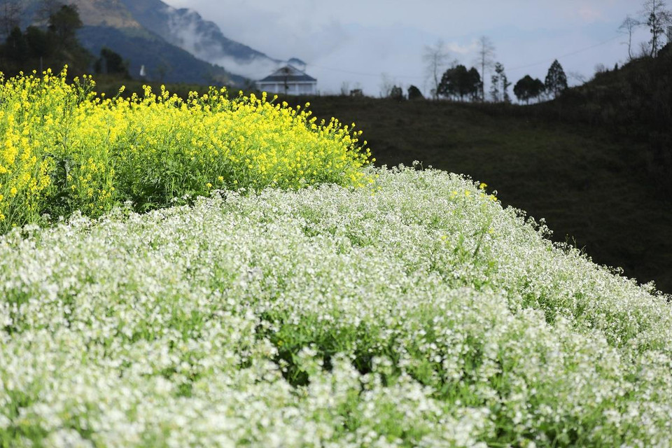 Không chỉ thỏa sức chiêm ngưỡng vườn đào lớn nhất Sa Pa này, du khách đến Sun World Fansipan Legend những ngày này còn no con mắt ngắm những triền hoa cải mèo đẹp như mơ hay lạc bước giữa cánh đồng cải trắng mênh mông, trải dài ngút tầm mắt. (Ảnh: CTV)