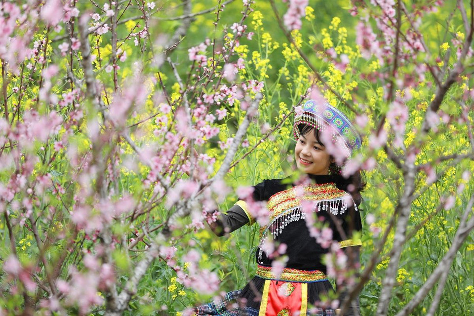 Hơn 600 gốc đào với nhiều chủng loại độc đáo, từ đào mốc, đào bích, đào phai, đào rừng, đào Hồng Quang… những ngày này đều đang bung lụa. Ngoài ra còn có anh đào Nhật Bản, anh đào Côn Minh… cũng đang bắt đầu cho lứa hoa đầu tiên. (Ảnh: CTV)