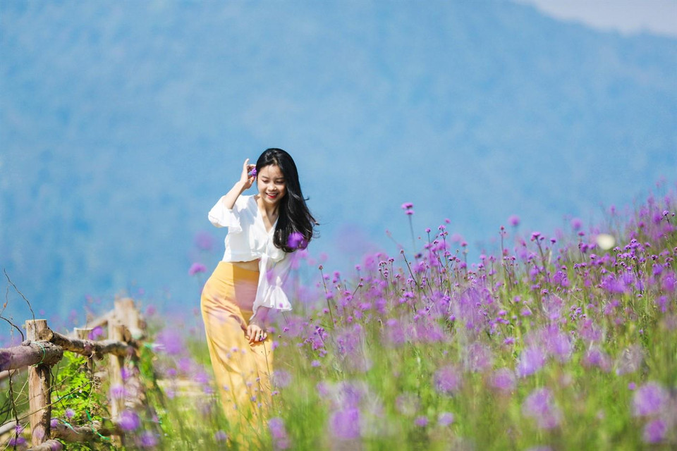 Loài hoa đẹp lạ trở thành điểm phải đến của đông đảo du khách khi tới Sa Pa và là điểm check-in lý tưởng của nhiều bạn trẻ. (Ảnh: CTV)