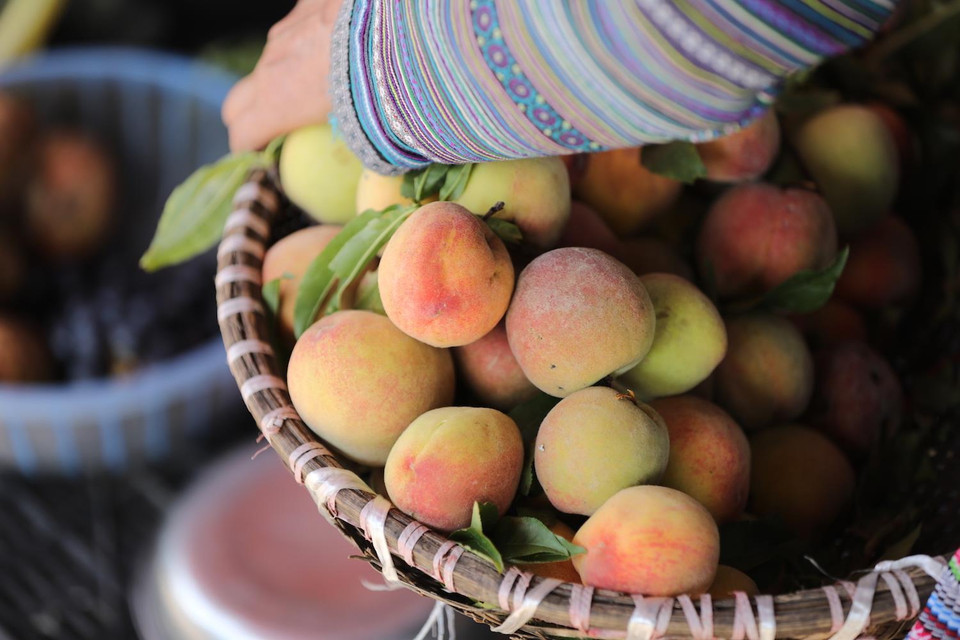 Này là rổ đào núi giòn tan ngọt mát, là mơ, mận,… còn phủ lớp sương tan. Kia là thanh cơm lam ngọt bùi, thớ trâu gác bếp thơm nồng mùi khói. (Ảnh: CTV)