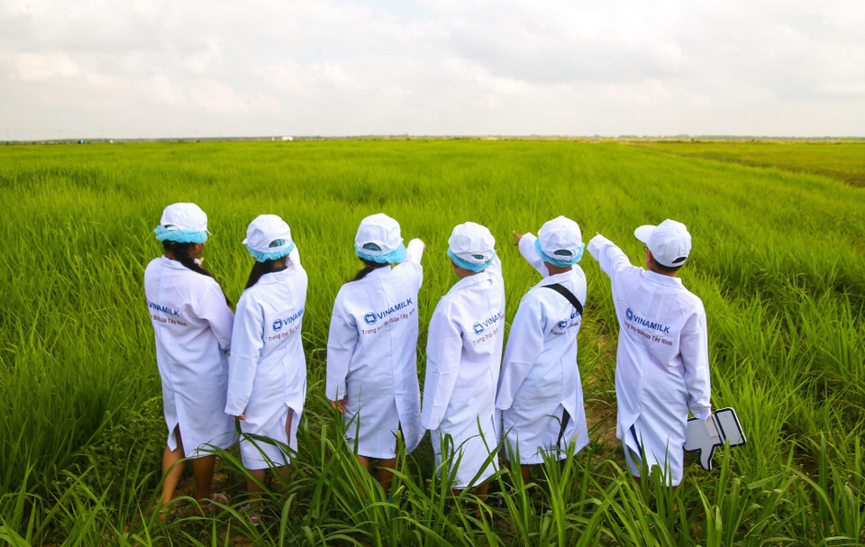 Những vị khách sữa học đường "nhí" lần đầu được thăm không gian xanh mát trải rộng hàng trăm hecta của hàng nghìn cô bò ở đây. (Ảnh: CTV)