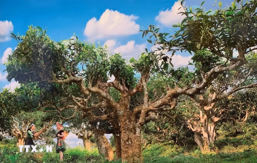 Chè Shan tuyết cổ thụ ở Suối Giàng được công nhận là Cây Di sản Việt Nam. (Ảnh: TTXVN phát)