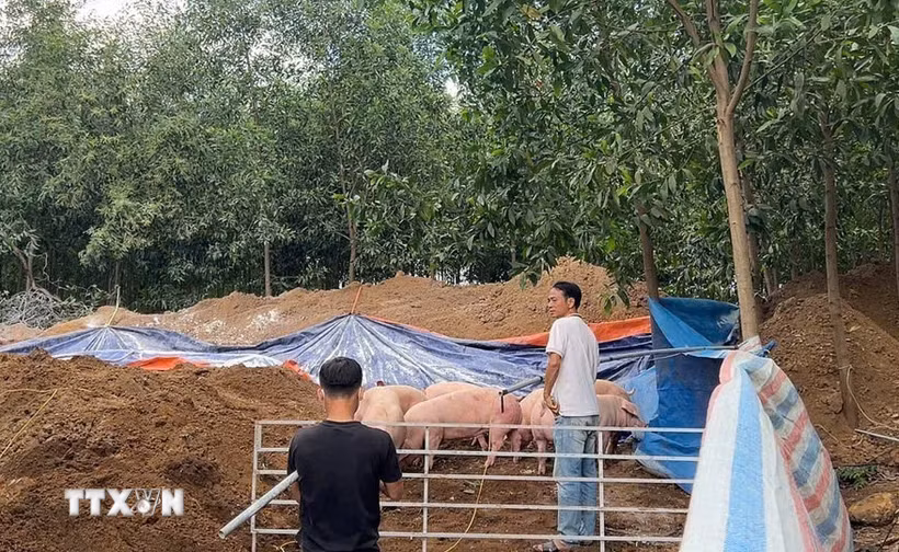 Tiêu hủy lợn nhiễm chất cấm tại xã Hưng Thịnh, thành phố Đồng Nai. (Ảnh: Công Phong/TTXVN)