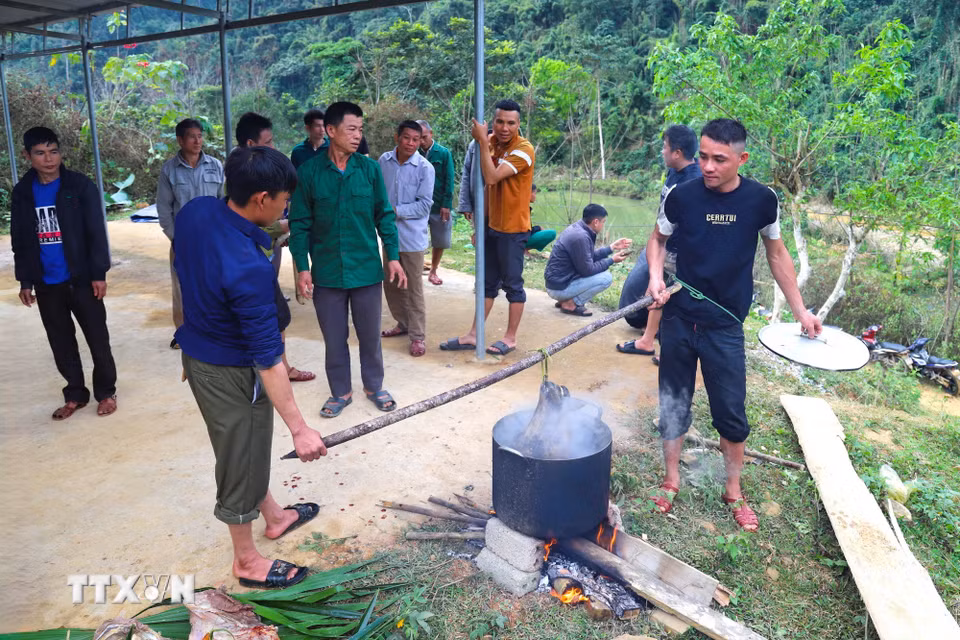 Đầu bò được để nguyên và nhúng qua nước sôi trước khi dâng cúng thần linh, thổ địa, tổ tiên bản mường tại lễ đền (cúng bản). (Ảnh: Xuân Tiến/TTXVN)