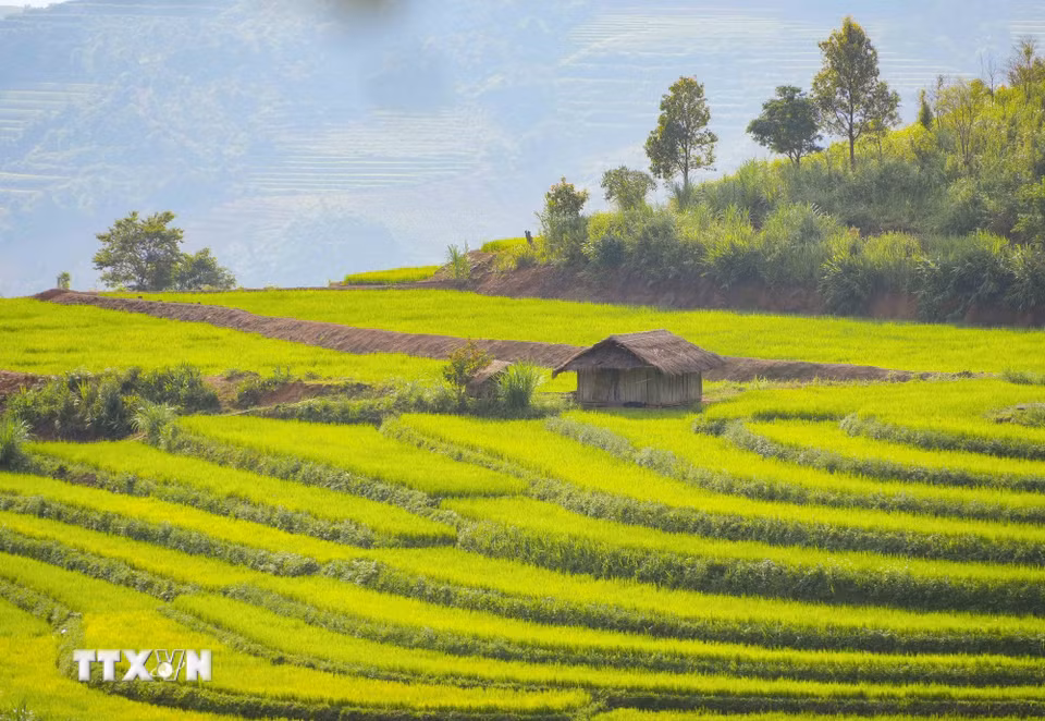 Một căn chòi nhỏ nằm giữa những thửa ruộng bậc thang ở bản Phù Lồng B, tạo điểm nhấn mộc mạc giữa không gian đồng ruộng vùng cao. (Ảnh: Xuân Tư/TTXVN)