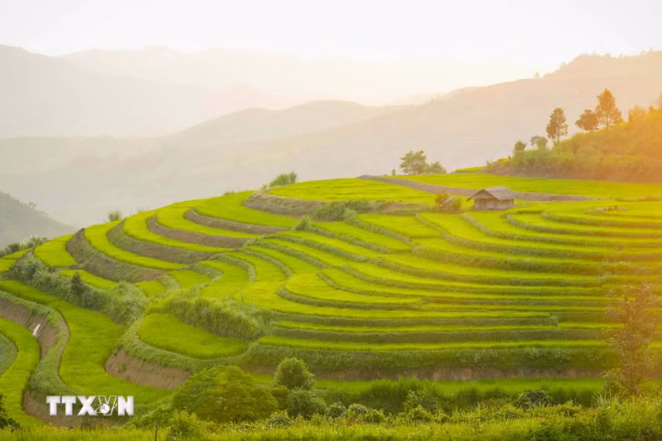 Những thửa ruộng bậc thang óng ánh trong nắng chiều. (Ảnh: Xuân Tư/TTXVN)