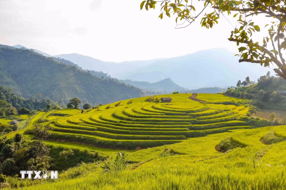 Khu ruộng hình tròn với nhiều tầng đồng tâm là điểm nhấn độc đáo trong quần thể ruộng bậc thang ở bản Phù Lồng B, xã Pu Nhi. (Ảnh: Xuân Tư/TTXVN)