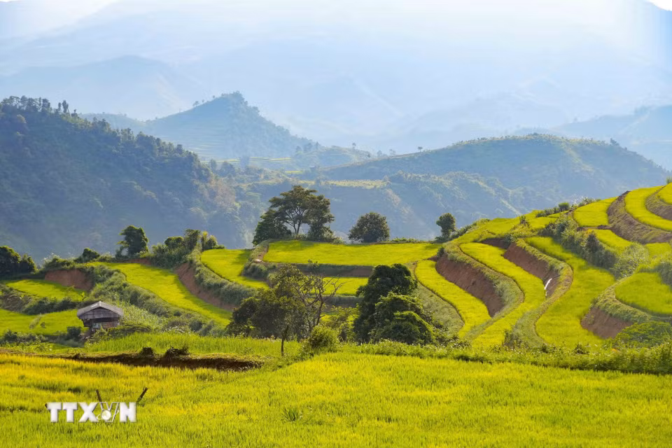 Những đường bờ ruộng uốn cong mềm mại, nối tiếp nhau thành từng lớp trên sườn núi Pu Nhi. (Ảnh: Xuân Tư/TTXVN)