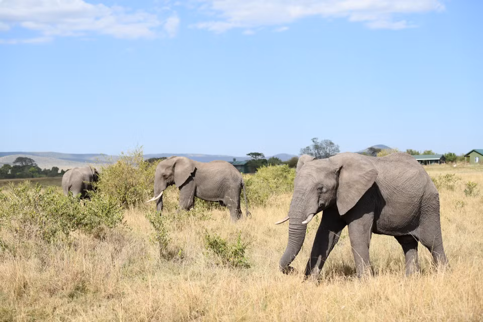 Đàn voi di chuyển trên thảo nguyên tại khu bảo tồn quốc gia Maasai Mara ở Kenya, ngày 13/8/2026. (Ảnh: THX/TTXVN phát)