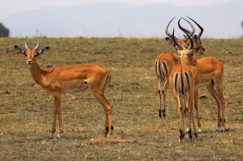 Linh dương tại khu bảo tồn quốc gia Maasai Mara ở Narok, Kenya. (Ảnh: THX/TTXVN phát)
