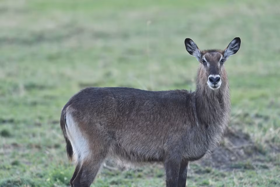 Một con linh dương nước tại khu bảo tồn quốc gia Maasai Mara ở Kenya, ngày 13/8/2026. (Ảnh: THX/TTXVN phát)