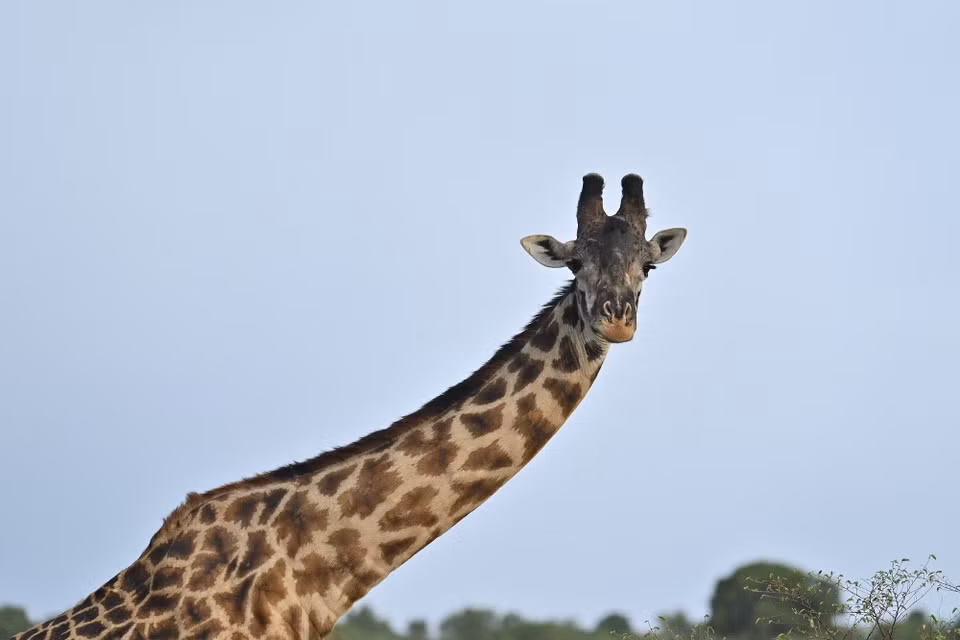 Một con hươu cao cổ tại khu bảo tồn quốc gia Maasai Mara ở Narok, Kenya, ngày 13/8/2026. (Ảnh: THX/TTXVN phát)