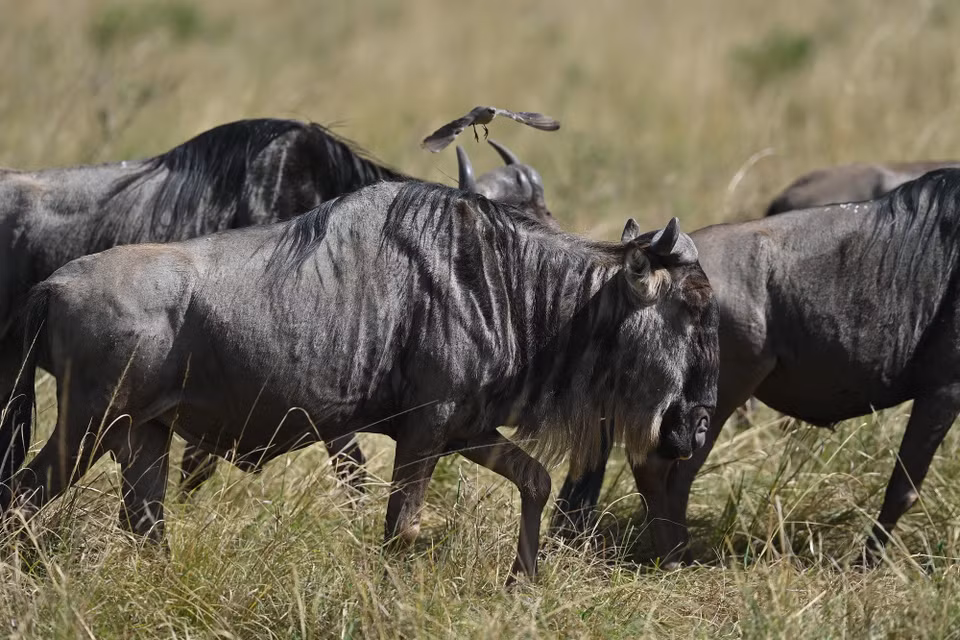 Đàn linh dương đầu bò di chuyển trên đồng cỏ tại khu bảo tồn quốc gia Maasai Mara ở Kenya, ngày 13/8/2026. (Ảnh: THX/TTXVN phát)