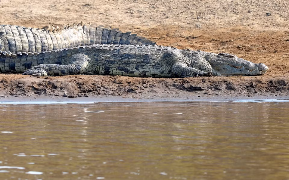 Cá sấu tại khu bảo tồn quốc gia Maasai Mara ở Narok, Kenya. (Ảnh: THX/TTXVN phát)