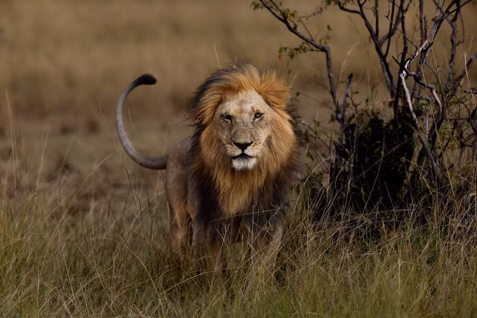 Một con sư tử tại khu bảo tồn quốc gia Maasai Mara ở Narok, Kenya. (Ảnh: THX/TTXVN phát)