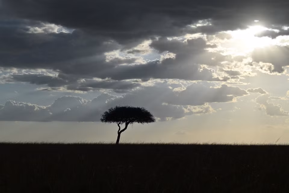 Một cây keo tại khu bảo tồn quốc gia Maasai Mara ở Kenya, ngày 11/8/2026. (Ảnh: THX/TTXVN phát)
