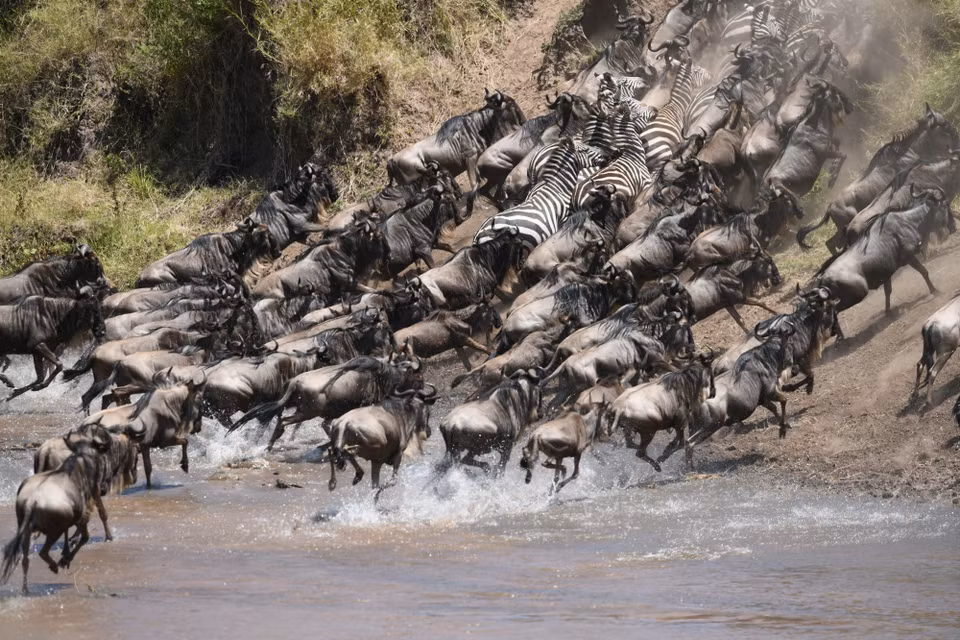 Đàn linh dương đầu bò và ngựa vằn vượt sông Mara tại khu bảo tồn quốc gia Maasai Mara ở Kenya, ngày 14/8/2026. (Ảnh: THX/TTXVN phát)