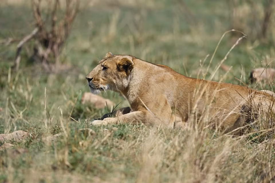 Một con sư tử tại khu bảo tồn quốc gia Maasai Mara ở Narok, Kenya, ngày 13/8/2026. (Ảnh: THX/TTXVN phát)
