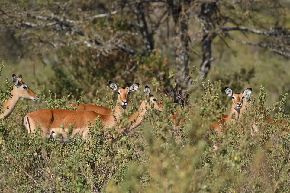 Đàn linh dương impala ẩn mình trong những bụi cây tại khu bảo tồn quốc gia Maasai Mara ở Kenya, ngày 12/8/2026. (Ảnh: THX/TTXVN phát)