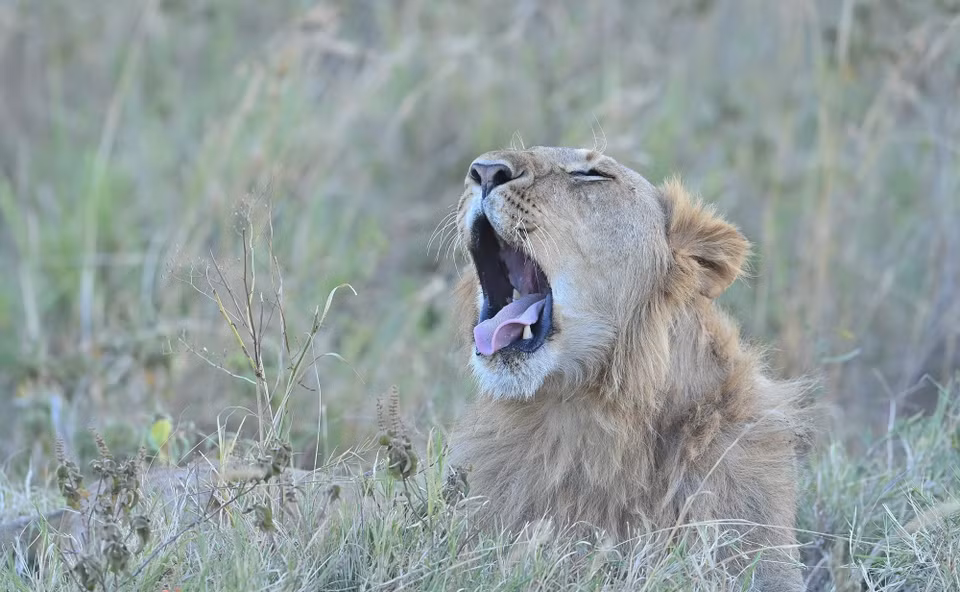 Một con sư tử đực tại khu bảo tồn quốc gia Maasai Mara ở Kenya, ngày 13/8/2026. (Ảnh: THX/TTXVN phát)